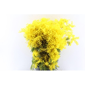 Acacia Mimosa Mirandole 500 Gram X6