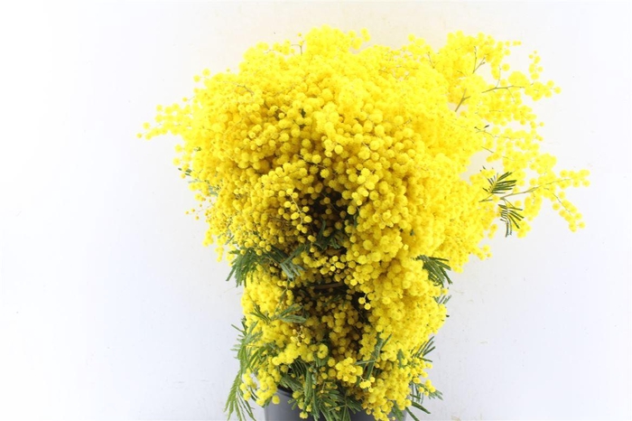 <h4>Acacia Mimosa Mirandole 500 Gram X6</h4>