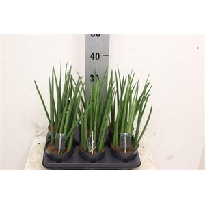 Sansevieria cylindrica overig