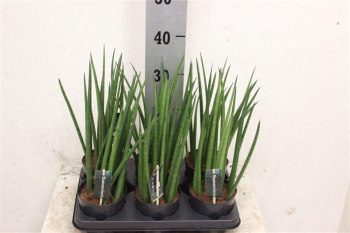 <h4>Sansevieria cylindrica overig</h4>