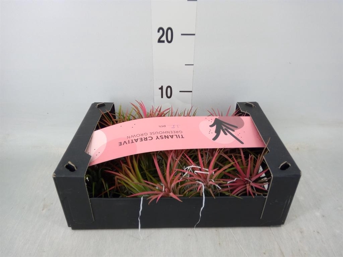 <h4>Tillandsia ionantha</h4>