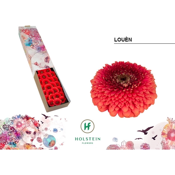 <h4>Ge Mi Pomponi Louen Box Holstein</h4>