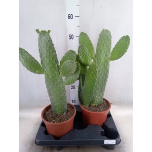 Opuntia