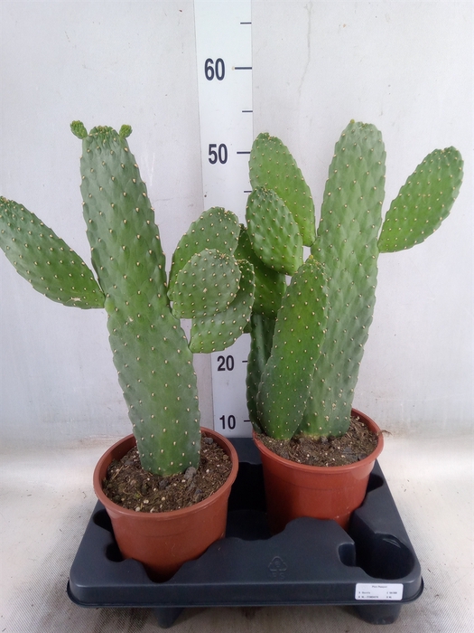 <h4>Opuntia</h4>