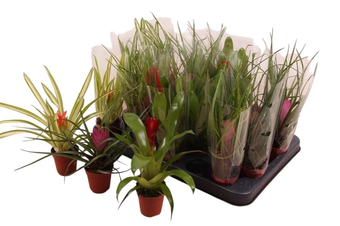 <h4>BROMELIA GEM</h4>