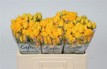 <h4>R Tr Marisa</h4>