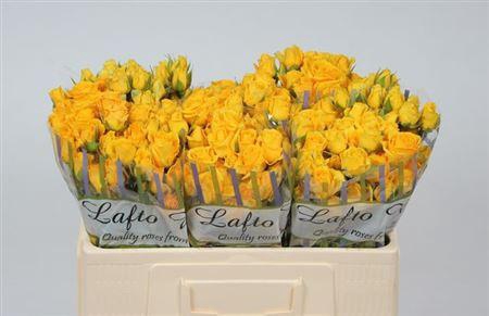 <h4>R Tr Marisa</h4>