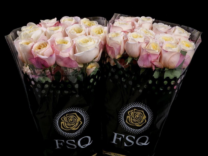 <h4>R GR Gar Fatima Garden</h4>