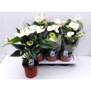 Anthu Fl Pristino 6+