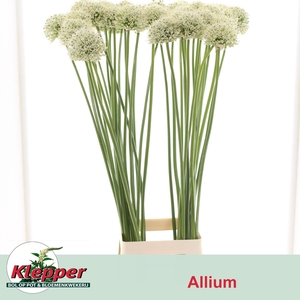 ALLIUM MOUNT EVEREST