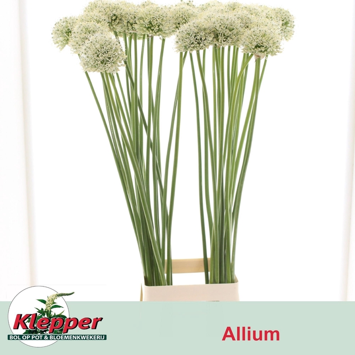 <h4>ALLIUM MOUNT EVEREST</h4>
