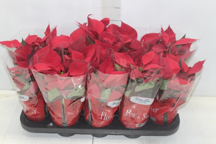 <h4>POINSETTIA P11 VERMELHO</h4>