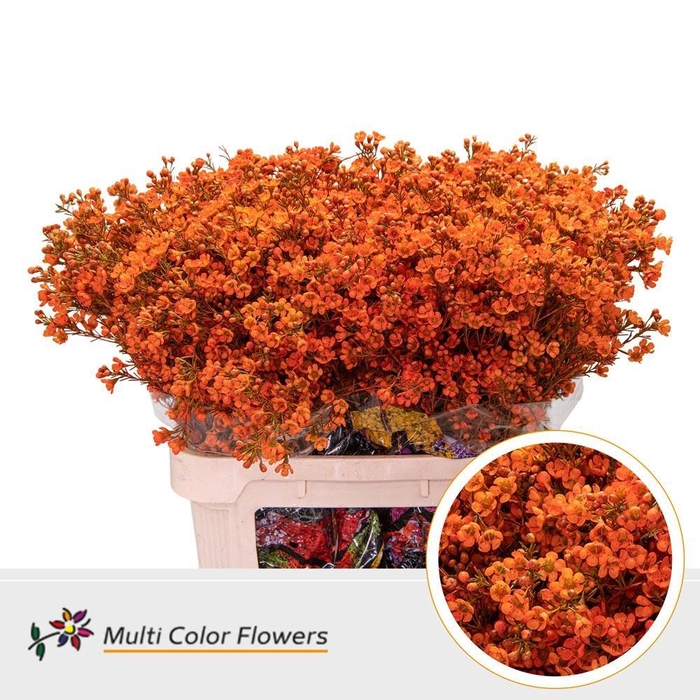 Chamelaucium DYED Orange