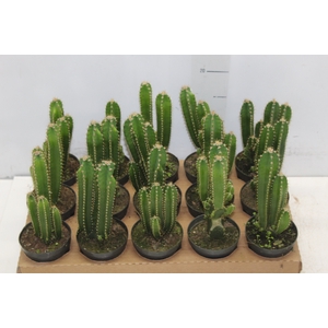 CACTUS ACANTHOCEREUS TETRAGONUS P09
