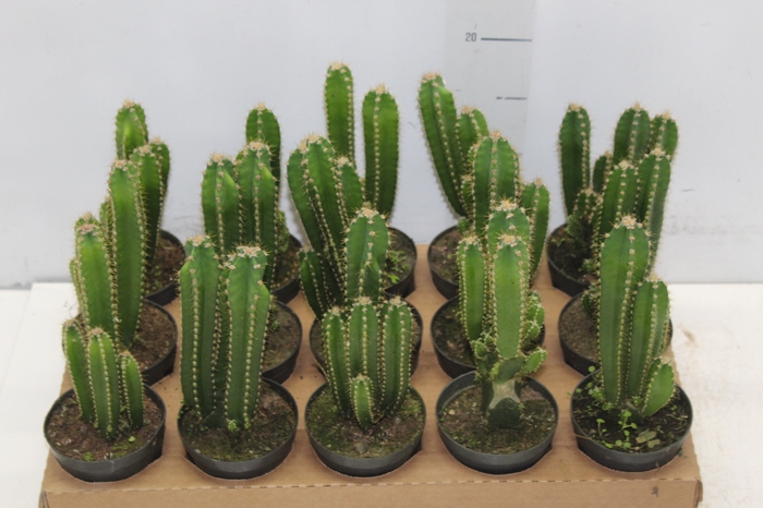 <h4>CACTUS ACANTHOCEREUS TETRAGONUS P09</h4>