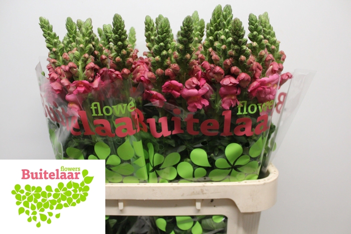 <h4>Antirrhinum Antibes Rose</h4>