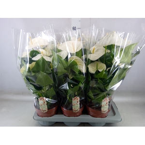 Anthurium andr. 'Alpine'