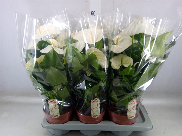 <h4>Anthurium andr. 'Alpine'</h4>