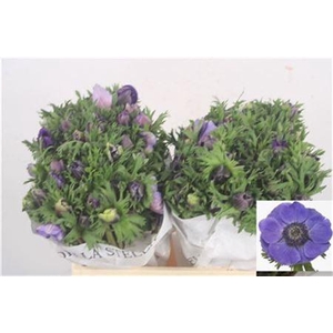 Anemone Mistral Blue