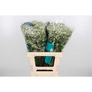 Astr Billion Star Xl