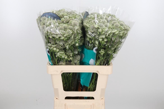 <h4>Astr Billion Star Xl</h4>