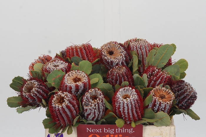 <h4>Banksia Coccinea</h4>