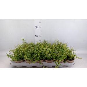 Ficus pumila 'White Sunny'