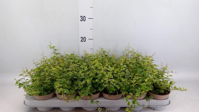 <h4>Ficus pumila 'White Sunny'</h4>