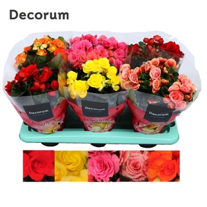 Begonia 13cm mix in tray(5 kleuren) Decorum