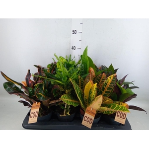 Codiaeum var. KL   ...mix 3