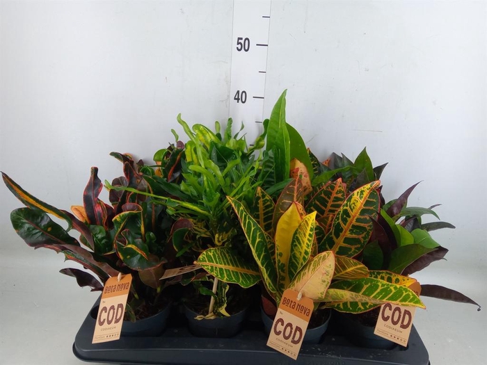 <h4>Codiaeum var. KL   ...mix 3</h4>