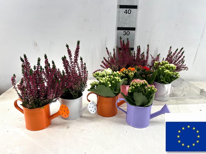 <h4>ARR TUINPLANTEN</h4>