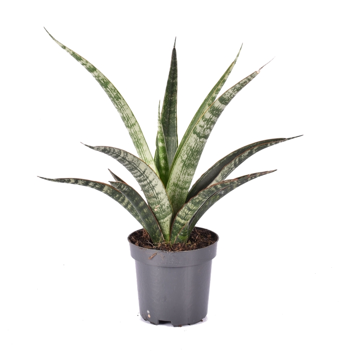 Sansevieria Megan 10,5Ø 38cm