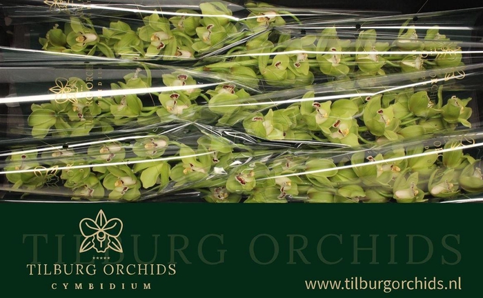 <h4>Cymb T Ovati Emerald</h4>