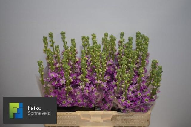 <h4>MATTH MATHILDA ROSE</h4>