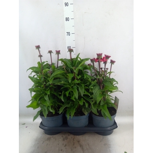 Echinacea  'SunSeekers Red'