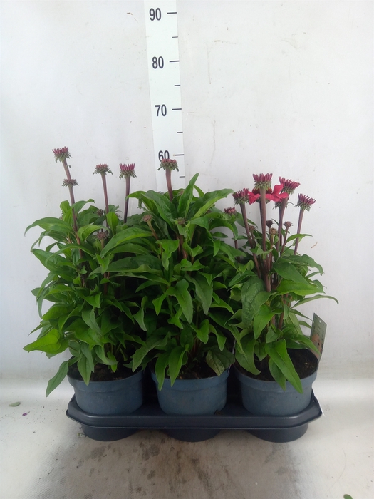 <h4>Echinacea  'SunSeekers Red'</h4>