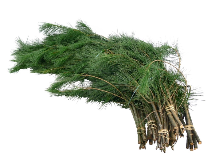 <h4>Kiefer Handbos 1000 Gram</h4>