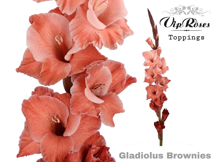 <h4>Glad Gr Brownies</h4>