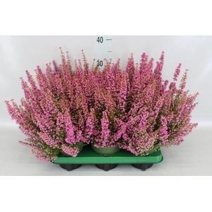 ERICA GRACILIS 'BEA QUEEN SOFIE'