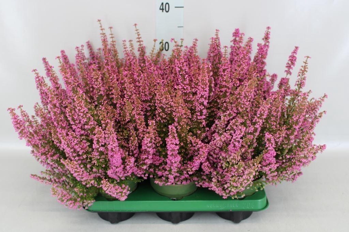 <h4>ERICA GRACILIS 'BEA QUEEN SOFIE'</h4>