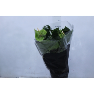 ANTH GREEN KING P17 PREMIUM