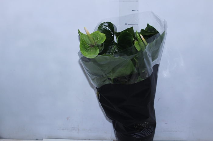 <h4>ANTH GREEN KING P17 PREMIUM</h4>