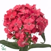 Dianthus Br Am Sweet Will Coral Supra