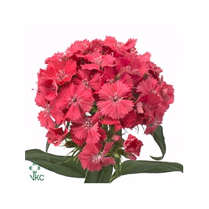 Di Barb S Will Coral