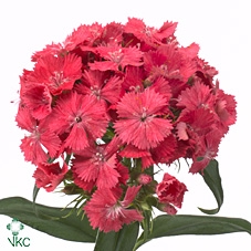 Dianthus Br Am Sweet Will Coral Supra