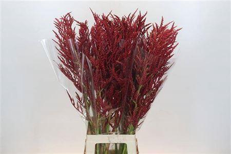<h4>Bromelia Red Paloma</h4>