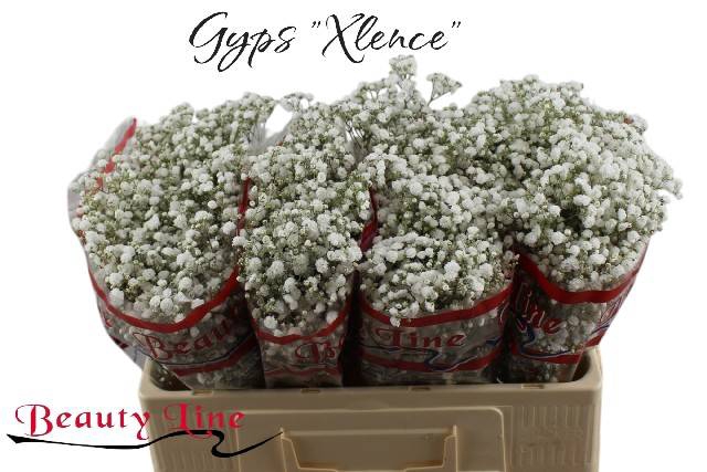 <h4>GYPS PA XLENCE</h4>