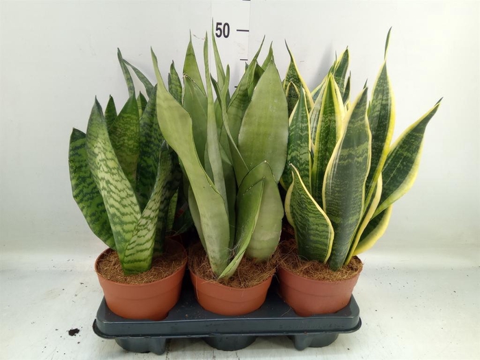 <h4>Sansevieria trifa.   ...</h4>
