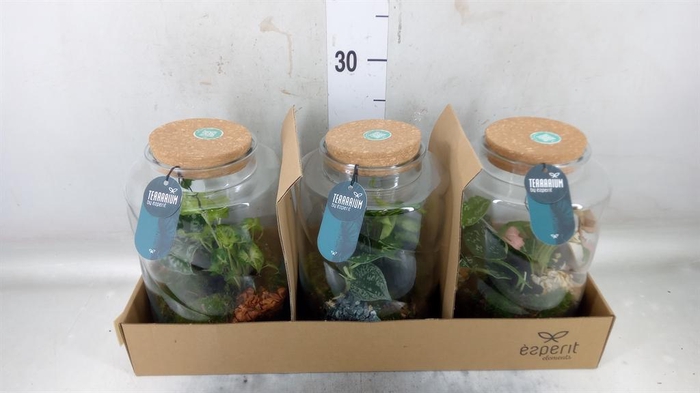 <h4>Arr.    Planten  H%</h4>